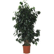 Ficus benjamina 'Danielle' - Vaso M